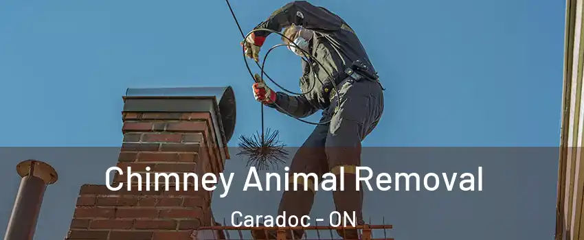  Chimney Animal Removal Caradoc - ON