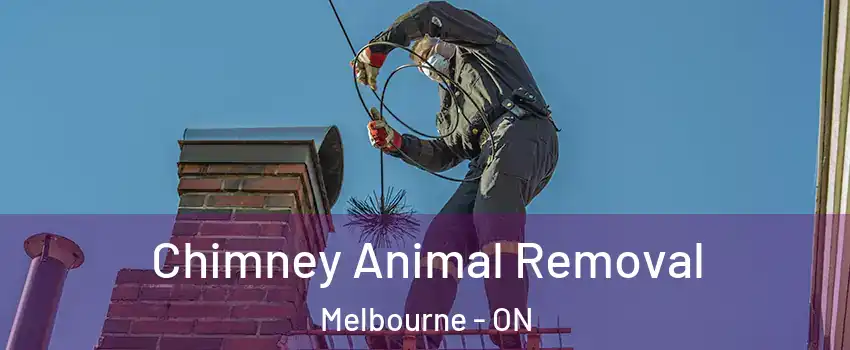 Chimney Animal Removal Melbourne - ON