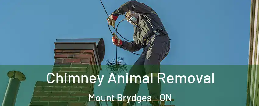  Chimney Animal Removal Mount Brydges - ON