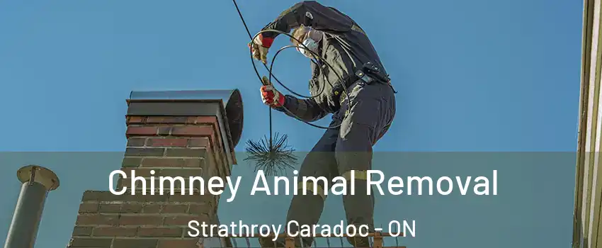  Chimney Animal Removal Strathroy Caradoc - ON
