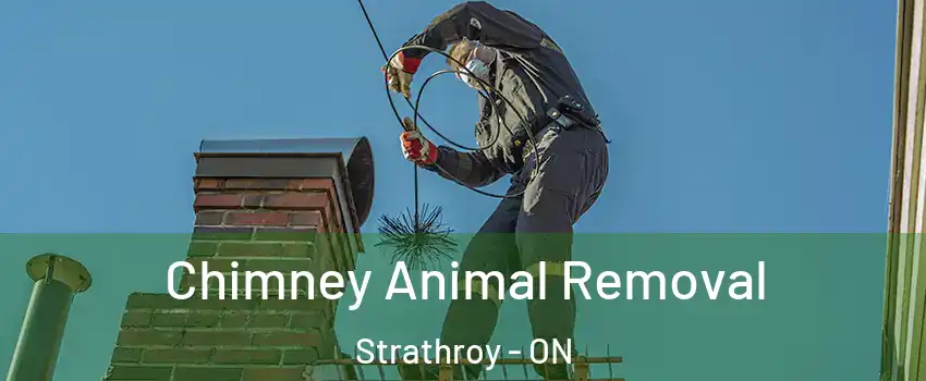  Chimney Animal Removal Strathroy - ON